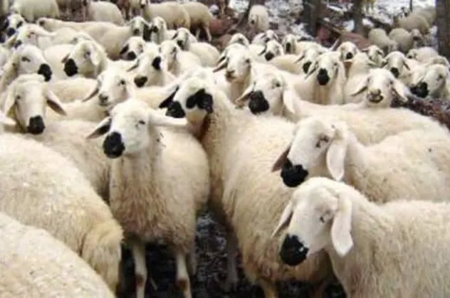 2019 kurbanlık fiyatları belli oldu | Kurban fiyatları ne kadar