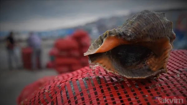 10,4 milyon dolar kazandık! Türkiye dünyaya deniz salyangozu ihraç ediyor - 5