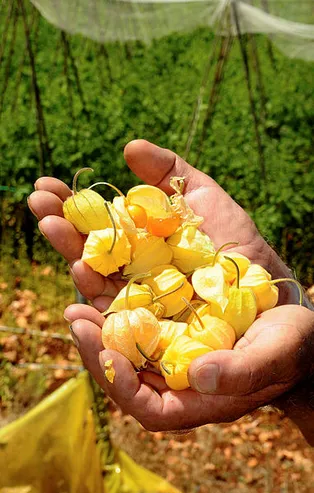 Kilosu 400 lira! Bunu yapan köşeyi döner!