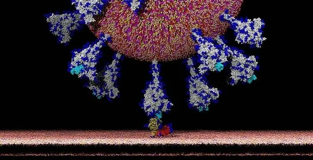 ilk-kez-bu-kadar-net-goruntulendi-iste-koronavirusun-insan-hucresine-girdigi-an-1602422268072.jpg İlk kez görüntülendi! İşte koronavirüsün hücreye girdiği an...-2