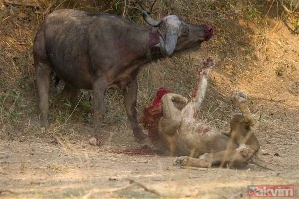 Aslan ve kaplanın (kavgası) karşılaşması hayrete düşürdü! - 40