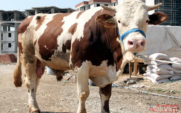 Kurban nasıl kesilir? Kurban için vekalet nasıl verilir? Kurban ibadetinde nelere dikkat edilmeli? Diyanet kurbanda dikkat edilmesi gerekenleri açıkladı - 28