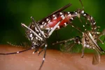 Chikungunya virüsü nedir, belirtileri neler? Chikungunya virüsü bulaşıcı mı, nasıl tedavi edilir? Türkiye'de vaka görüldü mü?