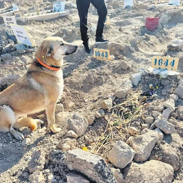 Dogal vefa