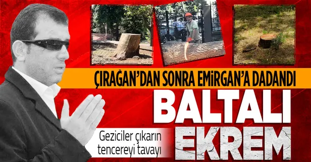 CHP'li İBB'nin Emirgan Korusu'ndaki ağaç katliamını ihbar üzerine baskın yapan Orman İşletme Müdürlüğü durdurdu