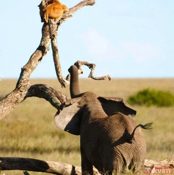 Yılan evcil köpeğe saldırdı! Dehşet dolu anlar... - 40