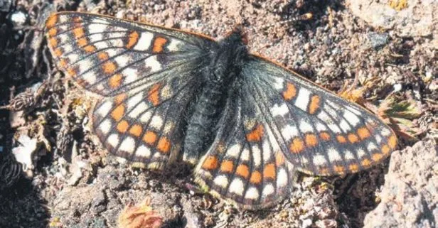 12 bin yaşındaki kelebek, Ağrı Dağı’nda yeniden görüntülendi