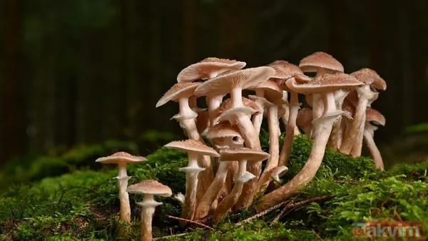 Yağmurla ortaya çıktı kilosu 500 TL’ye satışta! Köylünün altın değerindeki geçim kaynağı şifa saçıyor - 1