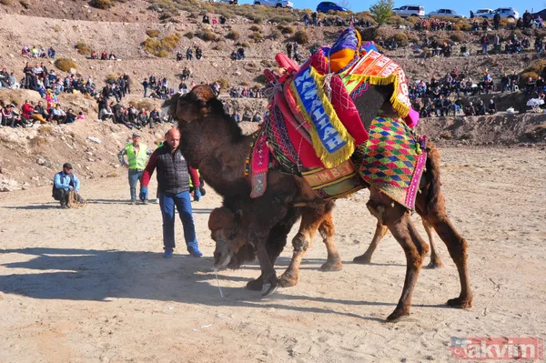Son anda kurtuldular! Manisa'da deve güreşlerinde ezilme tehlikesi - 11