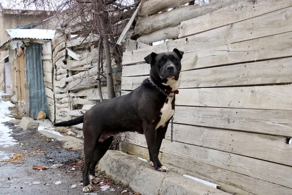 safkan-kangal-kopeginin-merkezi-sivasta-pitbull-ile-sokaga-cikan-genc-adama-yaklasik-14-bin-982-tl-para-cezasi-kesildi-1641296337172.jpg Safkan Kangal köpeğinin merkezi Sivas'ta pitbull ile sokağa çıkan genç adama yaklaşık 14 bin 982 TL para cezası kesildi-4