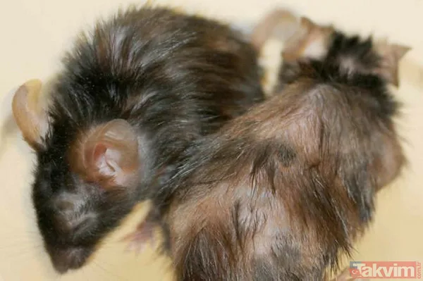 Kelliğin merhemi bulundu hem de mutfağınızda! Çare yine evden çıktı ama 40 yıl düşünsek aklımıza gelmez meğer... - 3