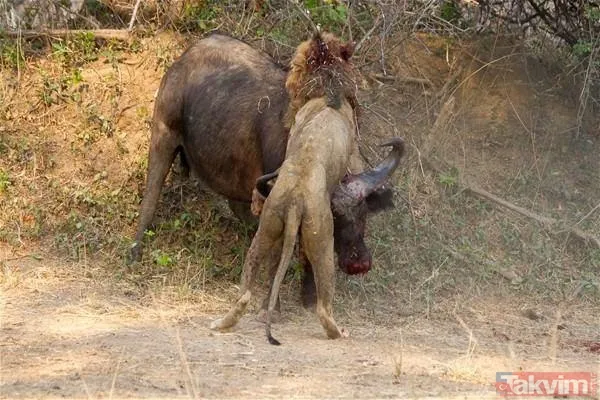 Aslan ve kaplanın (kavgası) karşılaşması hayrete düşürdü! - 39