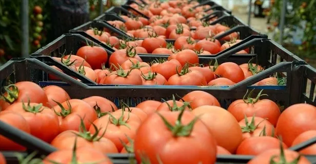 İhracatın lideri domates (Ekonomi haberleri)