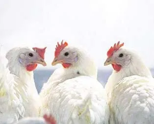 Beyaz eti ucuzlatma planı