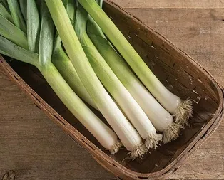 Prostatın çaresi pırasa