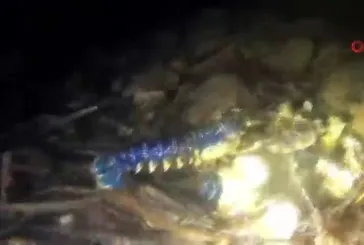 Nadir görülüyor! Mavi ıstakoz Ayvalık açıklarında görüntülendi