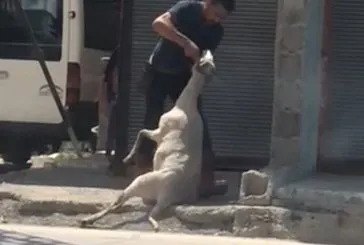 Adaklık koyuna işkence etti! İfadesi hayrete düşürdü