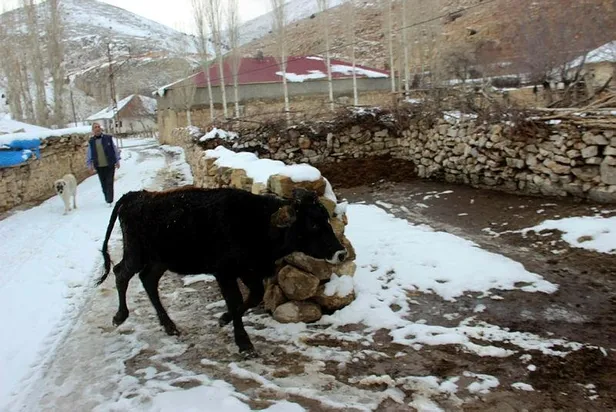 Jandarmadan Başıboş gezen ineğe trafik cezası başlıklı haberlere açıklama