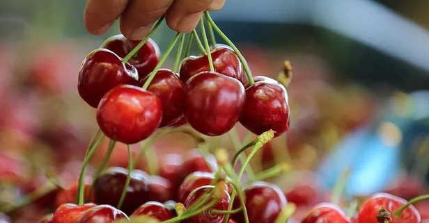 Manisa’da ilk kiraz hasadı yapıldı! Kilosu 3 bin 500 TL