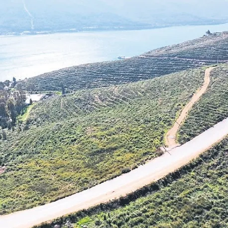 Hedef 10 milyar fidan