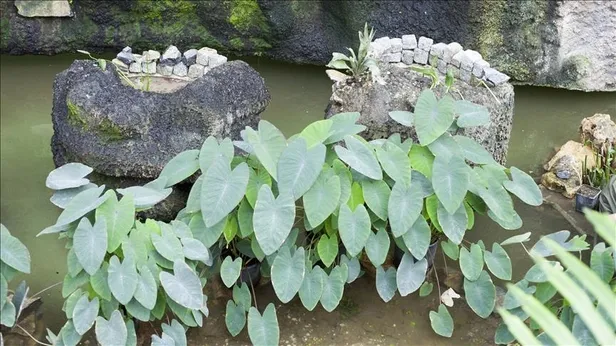 evinizdeki-kotu-kokulara-savas-acin-etkisini-duyunca-bu-5-bitkiyi-odanizin-en-bas-kosesine-koyacaksiniz-1682583096803.jpg Etkisini duyunca bu 5 bitkiyi odanızın en baş köşesine koyacaksınız! Evinizdeki kötü kokulara savaş açın!-2