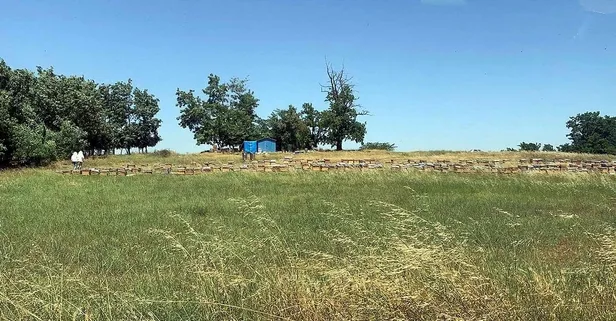 Tekirdağ'da çiftlik çalışanlarına arı saldırısı: 1 ölü 4 yaralı