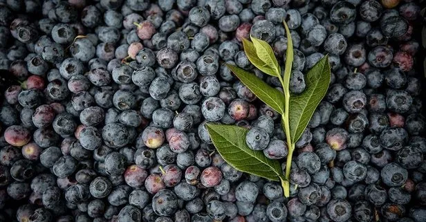 Antioksidan deposu yaban mersininin faydaları nelerdir?