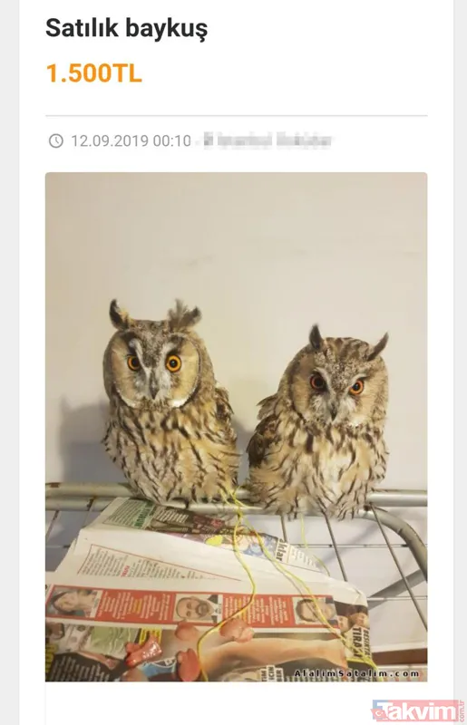 Satışı yasak olan hayvanları internetten satıyorlar - 6