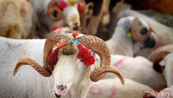 1 ton dana kaç bin TL! İşte Dana, Tosun, Düve, Koyun, Keçi ve Deve fiyatları! 2023 kurbanlık fiyatları: 1 koyun kaç bin TL? - 3