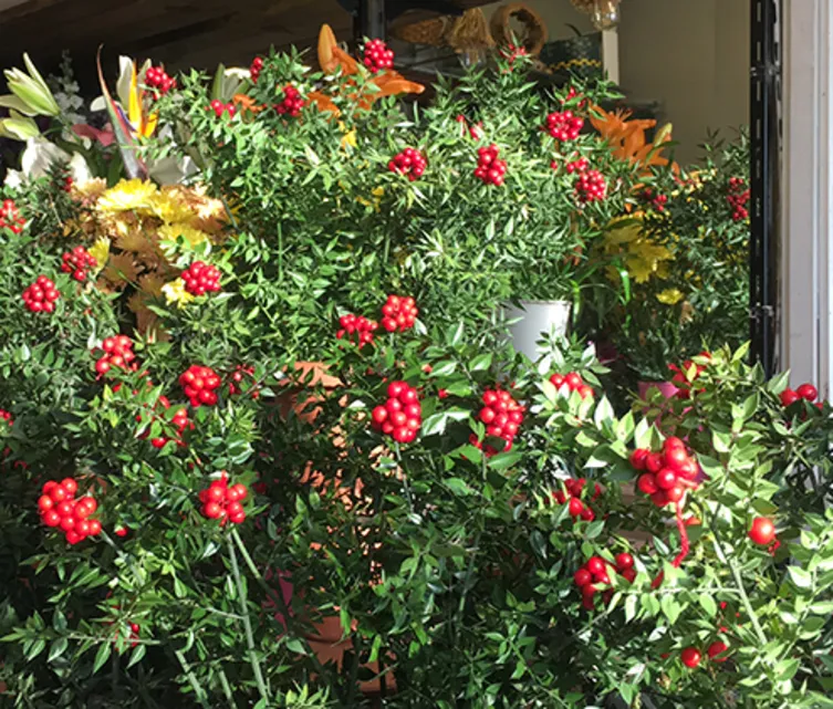 Aralık Ayının Gözdesi:Hem Şans Hem Bolluk Getirdiğine İnanılıyor