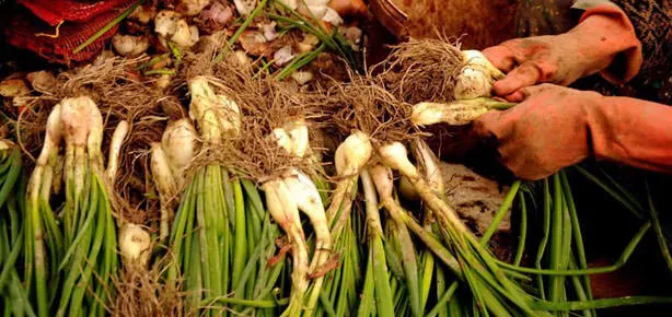 105 bin çiftçi ödemeyi erteledi