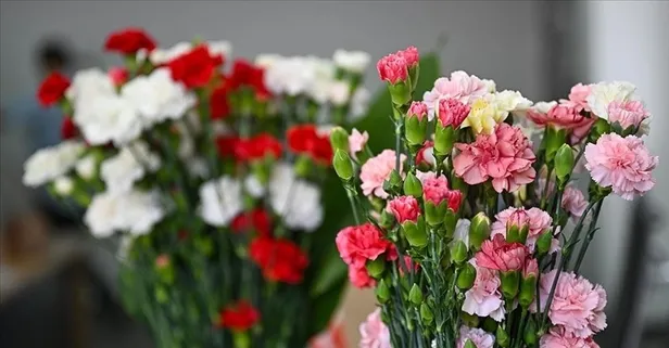 Isparta'da üretilen karanfiller Avrupa ülkelerine ihraç ediliyor!