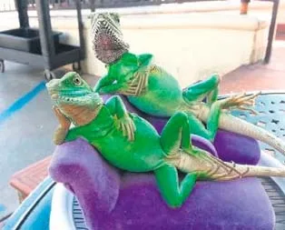 Kameralara oynuyorlar