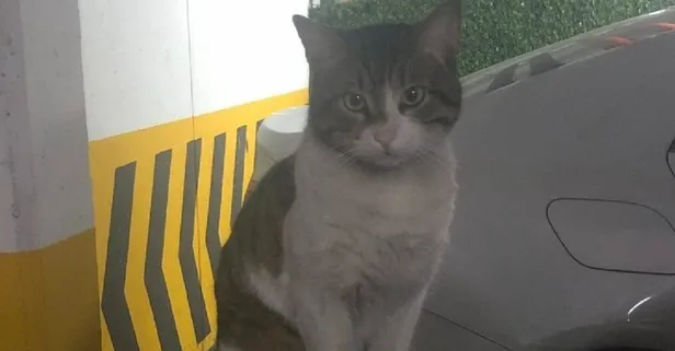 Kedi Eros davasında yeni gelişme! Cezaya savcılık itiraz edecek