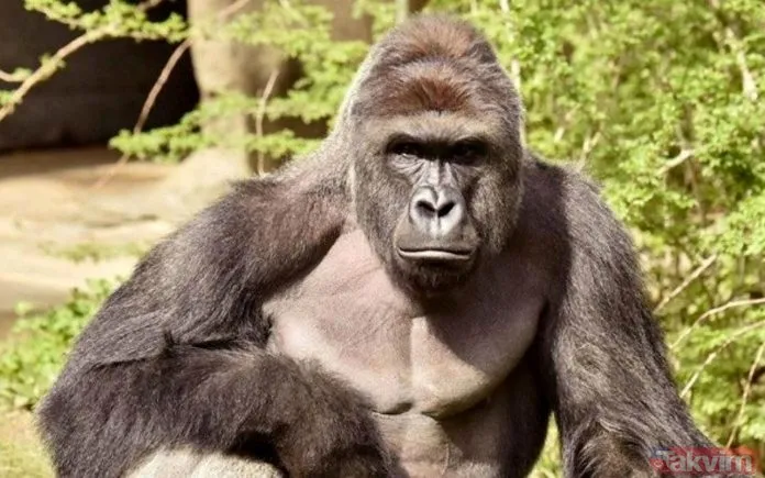 Rüyada goril görmek ne anlama gelir? Rüyada goril görmek neye işarettir
