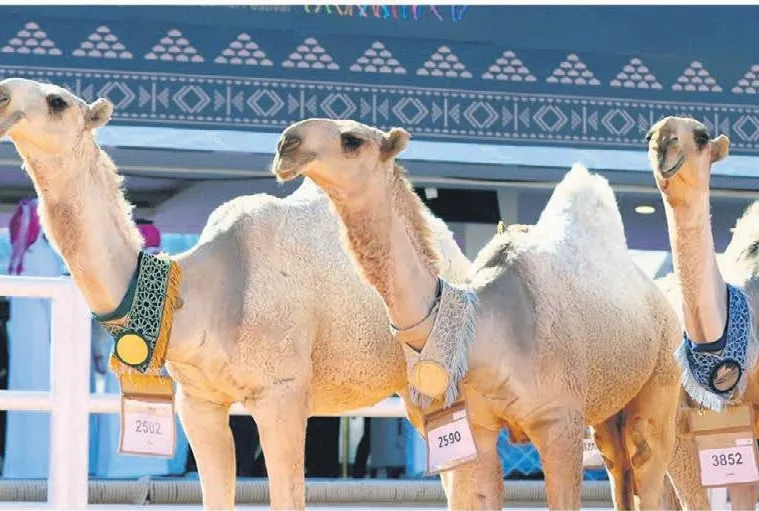 Güzellik yarışmasında skandal!
