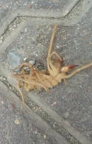 Kayseri'de ikinci 'Sarıkız' paniği