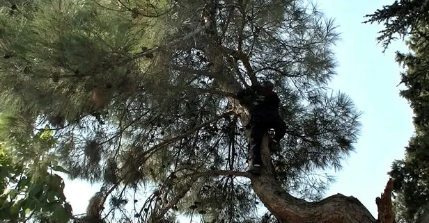 16 gün boyunca aç susuz ağaçta mahsur kalan kediyi itfaiye kurtardı