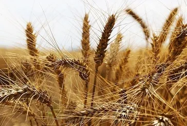 Buğday ve arpa alım fiyatları belli oldu