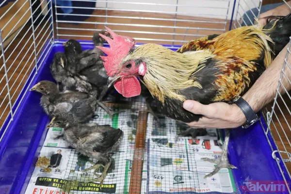 Öterken bayılan Denizli horozu Bahtiyar baba oldu! 10 civcivi var - 6