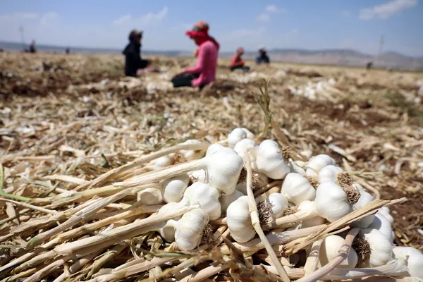 Son dakika: Tarlada 8 markette 40 lira! Gaziantep'te sarımsak hasadı başladı-2