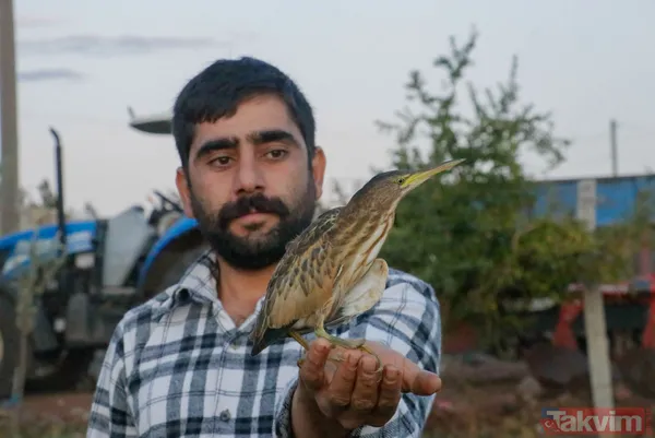 Türkiye'de ilk! Şanlıurfa'da 'yeşil sırtlı balıkçıl' görüldü - 2