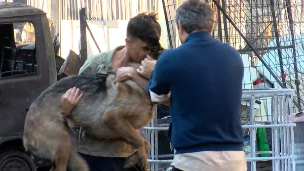 istanbul-ikitellide-yangin-faciasi-anne-kopek-ve-yavrusu-sag-olarak-kurtuldu-1630481743434.jpg İstanbul İkitelli'de yangın faciası! Anne köpek ve yavrusu sağ olarak kurtuldu-7