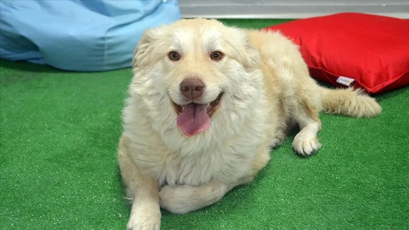 kopekler-gece-neden-havlar-iste-herkesin-merak-ettigi-o-cevap-1726148068112.jpg Köpekler gece neden havlar? İşte herkesin merak ettiği o cevap-4