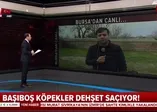Köpek saldırılarından nasıl korunuruz?
