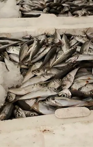 İstanbul'da boy yasağına aykırı avlanan 7 ton istavrite el konuldu