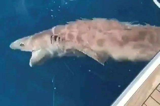 Antalya'da 2 metre boyunda köpek balığı yakalandı