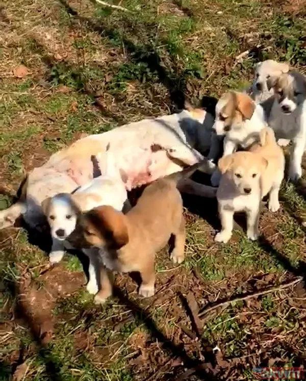 Duygulandıran görüntü! Pompalı tüfekle öldürülen köpeğin 7 yavrusu başından ayrılmadı - 2