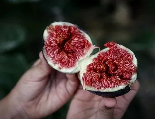 Kemiklere çare incir