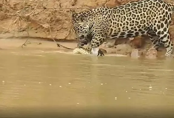 vahsi-dogada-nefes-kesen-yasam-savasi-jaguarla-anakonda-yilani-suda-dakikalarca-cebellesti-bakin-hangisi-yem-o-1694809911866.jpg 🐆Jaguarla anakonda yılanı suda dakikalarca cebelleşti! Bakın hangisi yem oldu! Vahşi doğada nefes kesen yaşam savaşı-5